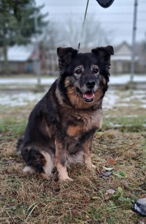 Pies do adopcji, Olsztyn, 16 stycznia 2025