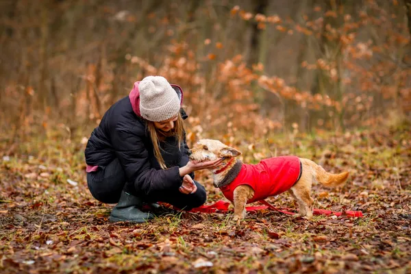 Pies do adopcji, Elbląg, 17 stycznia 2025 (2/5)