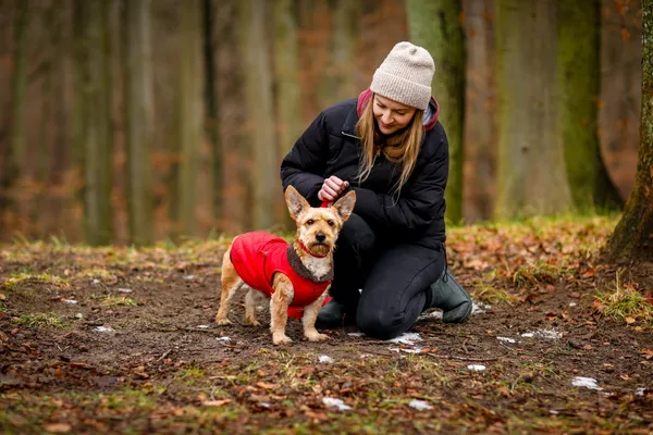 Pies do adopcji, Elbląg, 17 stycznia 2025 (3/5)