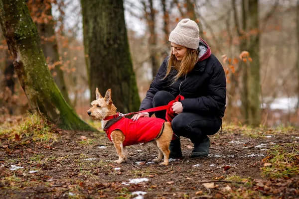 Pies do adopcji, Elbląg, 17 stycznia 2025 (5/5)