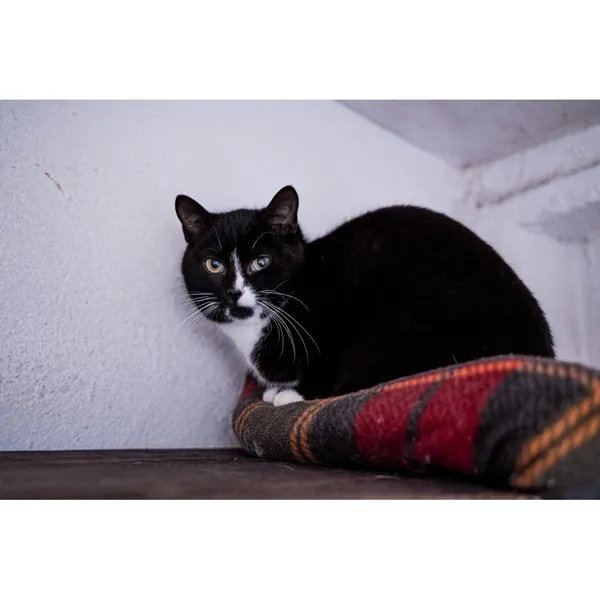 Znaleziono kota, Białystok, 26 listopada 2024 (2/3)