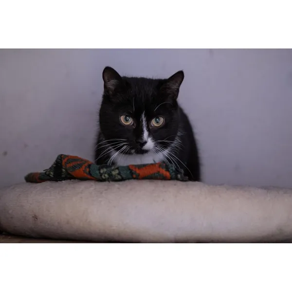 Znaleziono kota, Białystok, 26 listopada 2024 (3/3)