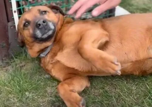 Pies do adopcji, Głowno, 17 stycznia 2025 (1/5)