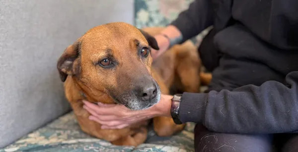 Pies do adopcji, Głowno, 17 stycznia 2025 (2/5)