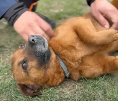 Pies do adopcji, Głowno, 17 stycznia 2025 (3/5)