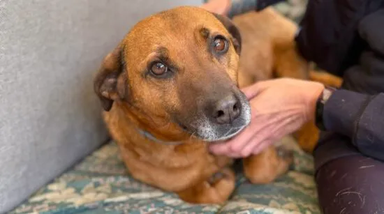 Pies do adopcji, Głowno, 17 stycznia 2025 (4/5)