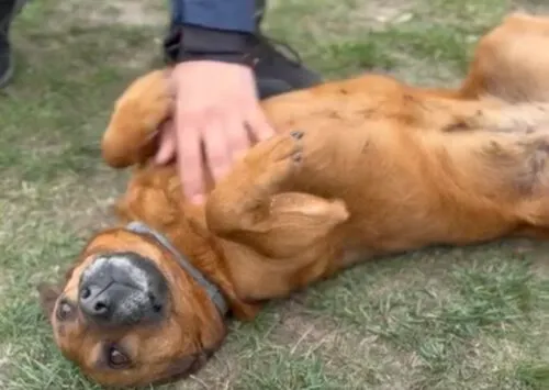 Pies do adopcji, Głowno, 17 stycznia 2025 (5/5)