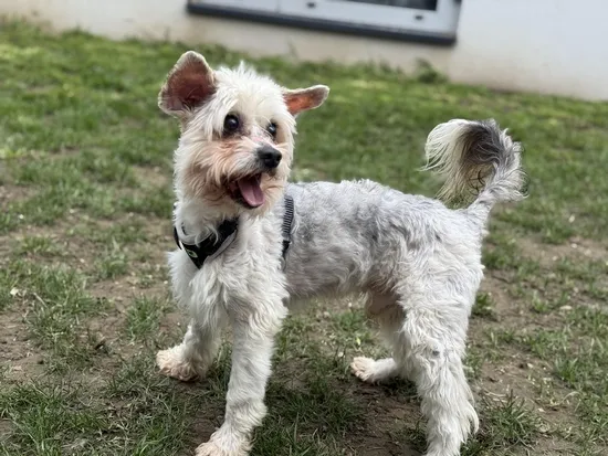 Pies do adopcji, Kraków, 3 stycznia 2025 (3/3)