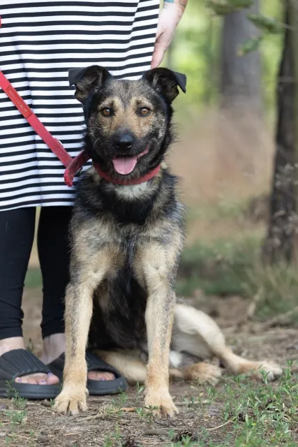 Pies do adopcji, Piła, 13 stycznia 2024 (2/3)