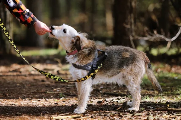Pies do adopcji, Piła, 1 września 2014 (3/5)
