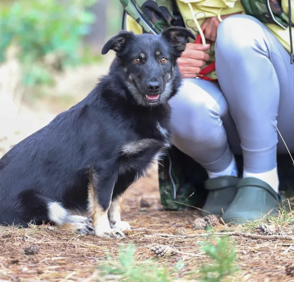 Pies do adopcji, Piła, 25 lipca 2022 (3/4)