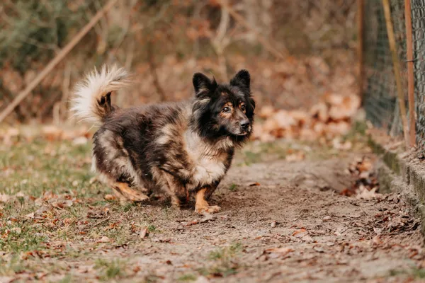 Pies do adopcji, Czartki, 17 stycznia 2025 (3/5)