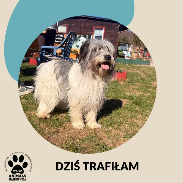 Znaleziono psa, Dąbrówka, 26 kwietnia 2026