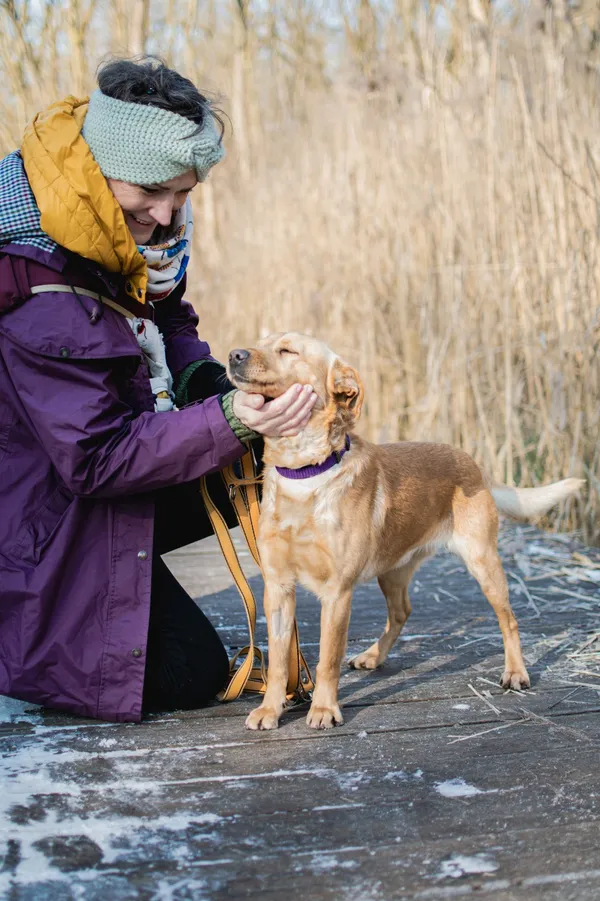 Znaleziono psa, Sosnowiec, 16 stycznia 2025 (5/5)