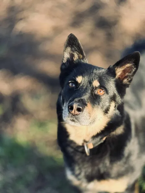Pies do adopcji, Piła, 27 lipca 2020 (1/5)