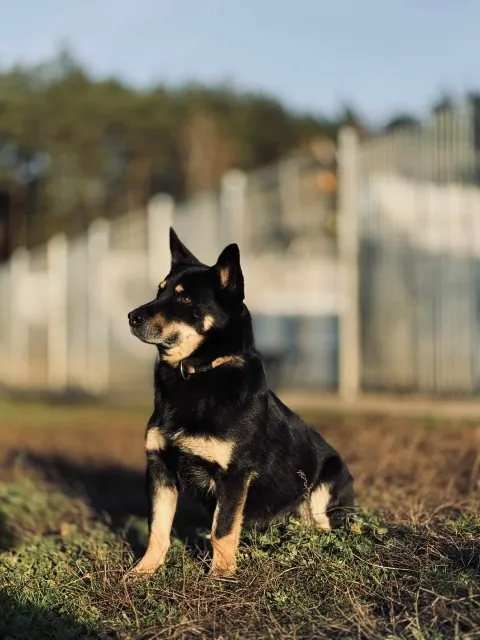 Pies do adopcji, Piła, 27 lipca 2020 (2/5)