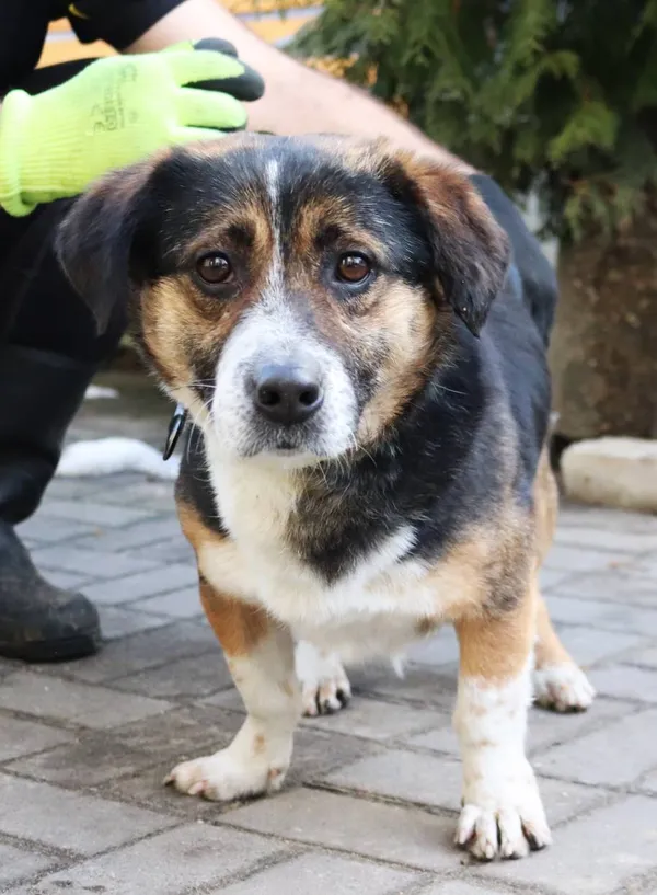 Znaleziono psa, Łódź, 19 stycznia 2025 (2/5)