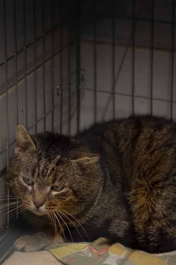 Znaleziono kota, Sosnowiec, 17 stycznia 2025 (3/5)