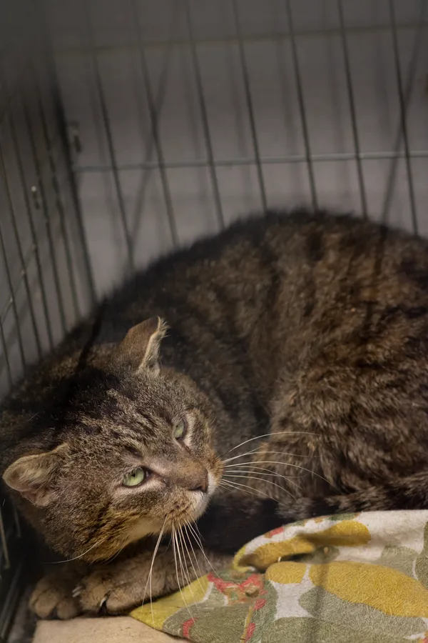 Znaleziono kota, Sosnowiec, 17 stycznia 2025 (5/5)