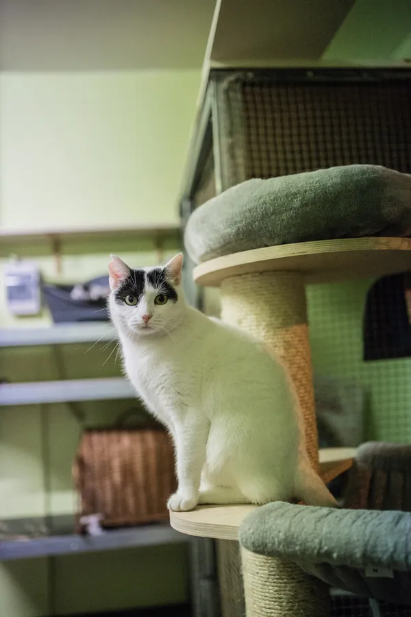 Kot do adopcji, Sosnowiec, 25 października 2022 (2/5)