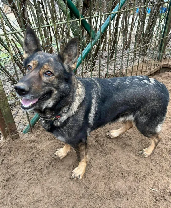 Pies do adopcji, Przyborówko, 17 listopada 2025 (3/5)