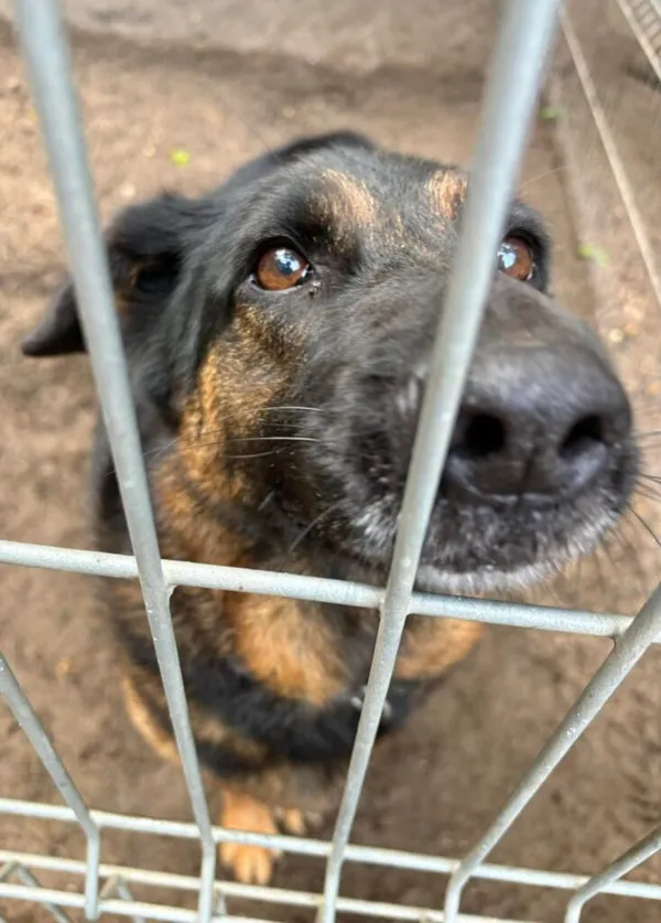 Pies do adopcji, Przyborówko, 6 czerwca 2025 (1/5)