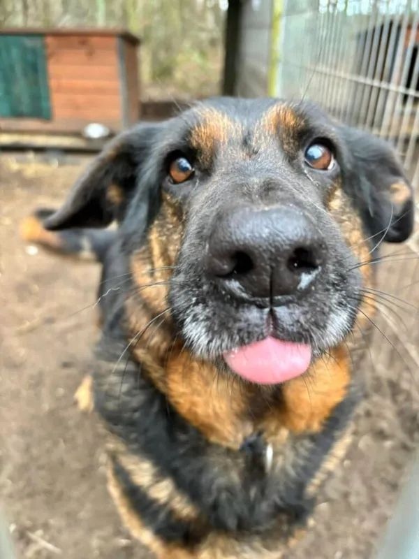 Pies do adopcji, Przyborówko, 6 czerwca 2025 (4/5)