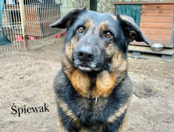 Pies do adopcji, Przyborówko, 6 czerwca 2025 (5/5)