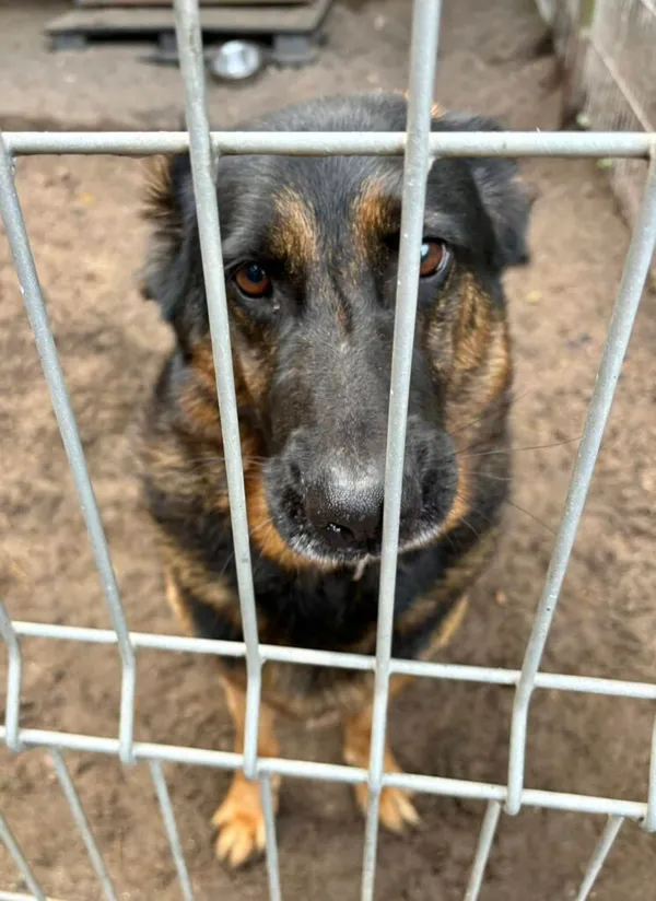 Pies do adopcji, Przyborówko, 13 lutego 2026 (2/5)