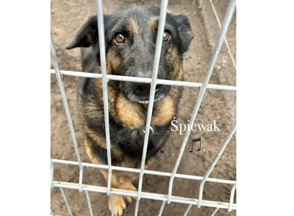 Pies do adopcji, Przyborówko, 13 lutego 2026 (3/5)