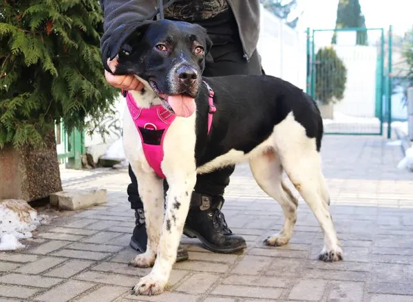 Znaleziono psa, Łódź, 20 stycznia 2025 (2/5)