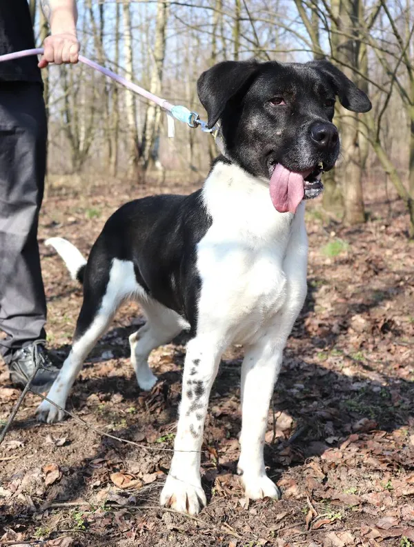 Znaleziono psa, Łódź, 20 stycznia 2025 (3/5)