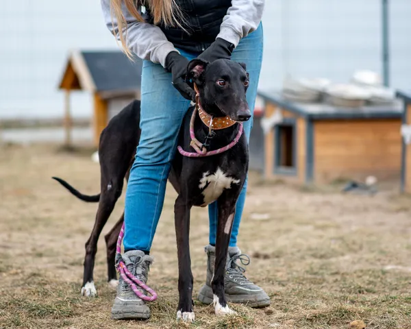 Znaleziono psa, Racławice, 18 stycznia 2025 (1/5)