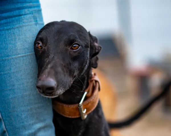 Znaleziono psa, Racławice, 18 stycznia 2025 (5/5)