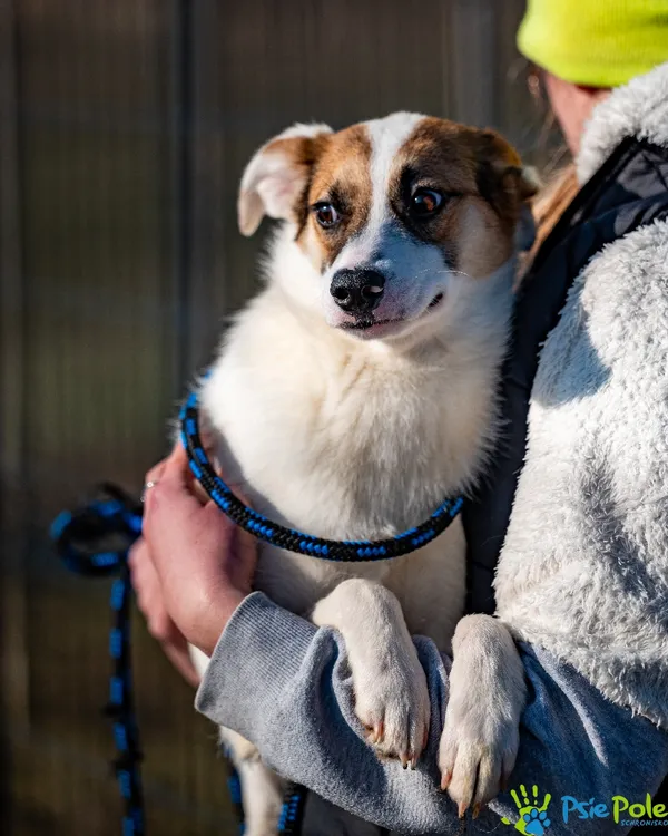 Znaleziono psa, Racławice, 17 stycznia 2025 (2/5)