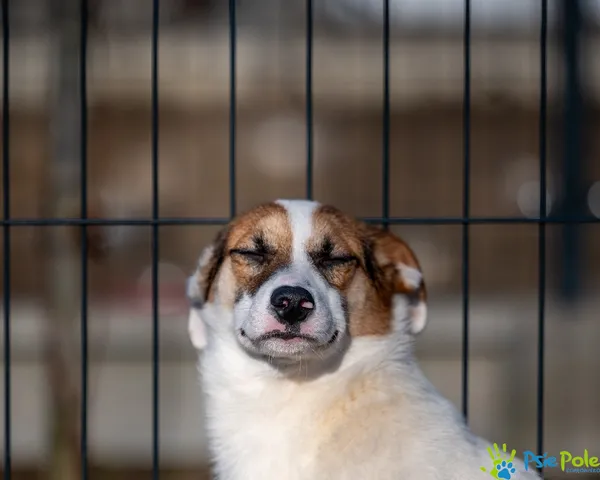 Znaleziono psa, Racławice, 17 stycznia 2025 (4/5)