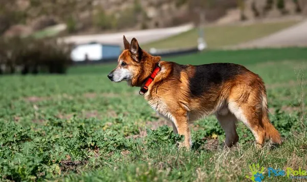 Znaleziono psa, Racławice, 16 stycznia 2025 (2/5)