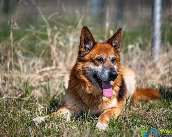 Znaleziono psa, Racławice, 16 stycznia 2025 (4/5)