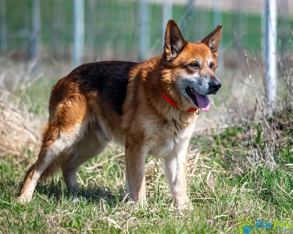 Znaleziono psa, Racławice, 16 stycznia 2025 (5/5)