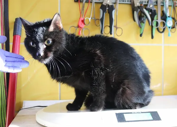 Znaleziono kota, Łódź, 20 stycznia 2025 (2/4)