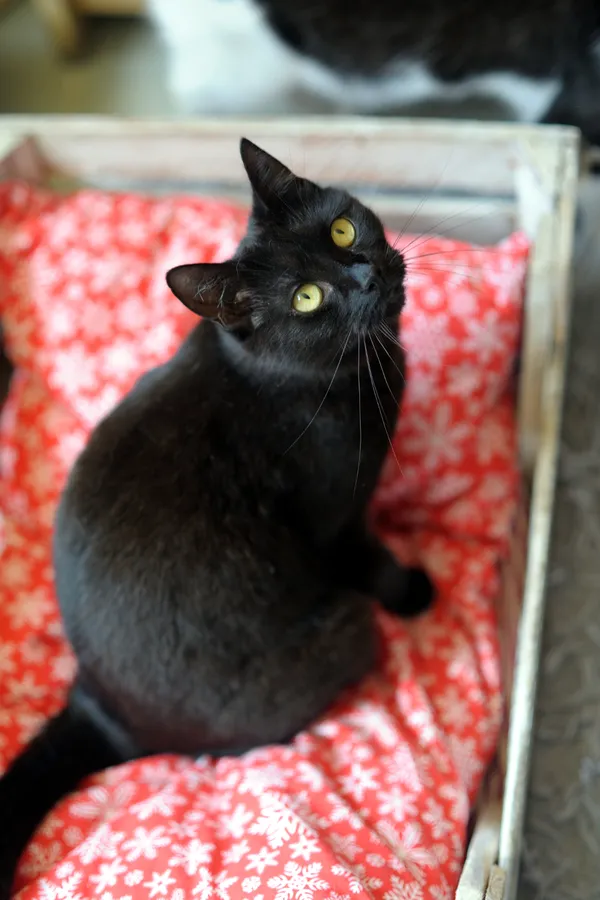 Kot do adopcji, Sosnowiec, 10 maja 2024 (5/5)