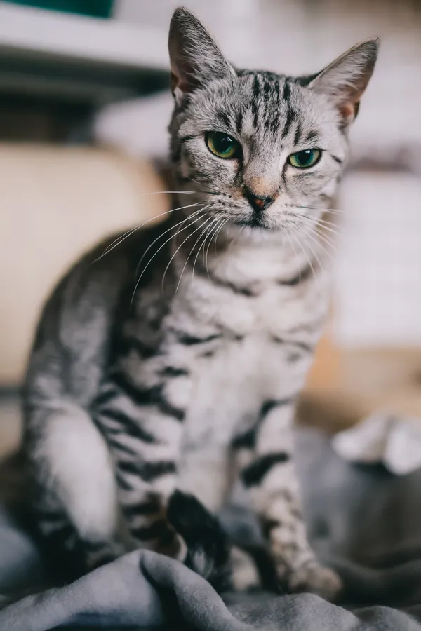 Znaleziono kota, Sosnowiec, 30 lipca 2024 (2/3)