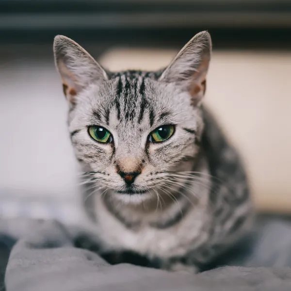 Znaleziono kota, Sosnowiec, 30 lipca 2024 (3/3)