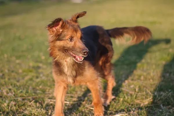 Pies do adopcji, Zgierz, 21 stycznia 2025 (1/5)