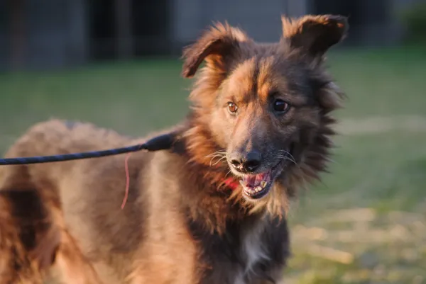 Pies do adopcji, Zgierz, 21 stycznia 2025 (2/5)