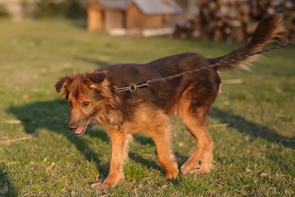 Pies do adopcji, Zgierz, 21 stycznia 2025 (3/5)