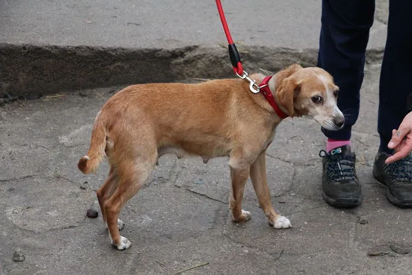 Pies do adopcji, Oborniki, 27 listopada 2024 (5/5)