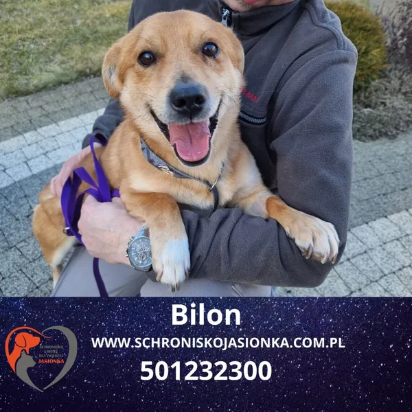 Pies do adopcji, Dębniak, 19 stycznia 2025