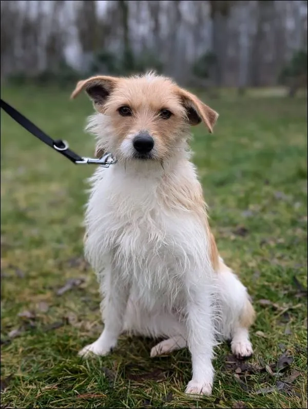 Znaleziono psa, Grudziądz, 28 listopada 2024