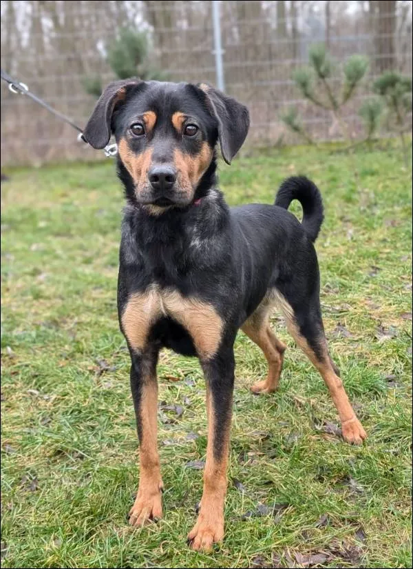 Znaleziono psa, Grudziądz, 22 sierpnia 2024